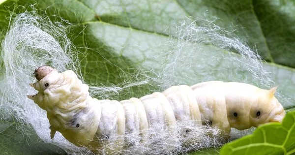 Ấn Độ tìm ra "mỏ vàng mới", giải bài toán sống còn của ngành kinh tế đứng thứ 2 thế giới