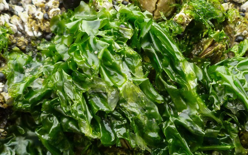 Loại rau xanh mướt hiếm khi “ngậm” thuốc trừ sâu, trời Tây mê tít: Ra chợ Việt là thấy đầy