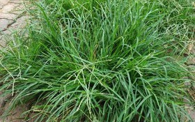 "Nước mát tự nhiên" từ loại cỏ dại giúp thanh nhiệt, lợi tiểu