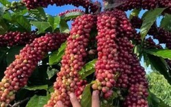 Giá cà phê trong nước giảm