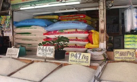 Cơ hội lớn cho gạo Việt Nam khi Philippines giảm mạnh thuế nhập khẩu