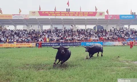 Video: Trâu số 15 đương kim vô địch hội chọi trâu Đồ Sơn bỏ chạy sau 1 phút