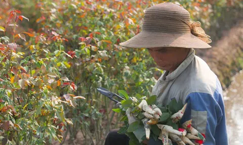 Nông dân làng hoa Mê Linh mất mùa 20/10, 'mót' từng bông hồng để bán