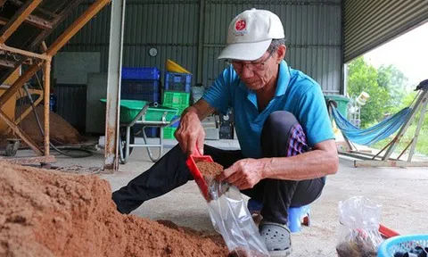 Mạnh dạn bẻ lái trồng loại cây "không lá", ông nông dân thu lãi 400 triệu/năm rất nhẹ nhàng