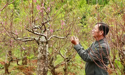 Tận thấy vườn đào cổ ở Đà Lạt, khách chốt thuê 300 gốc trước Tết