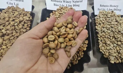 Giá cà phê hôm nay 22-12: Bất ngờ về đối thủ Robusta Việt