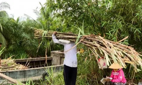 Người trồng mía ở Trà Vinh phấn khởi, doanh nghiệp lo không đủ nguyên liệu