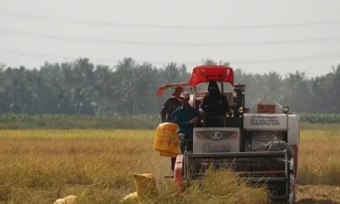 Giá lúa giảm sâu, nông dân mất vui