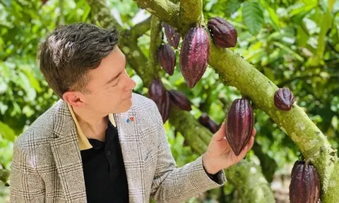 Đại sứ EU mục sở thị nơi trồng cacao ngon nhất thế giới tại Việt Nam