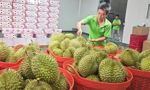Lo xuất khẩu sầu riêng... hết thời