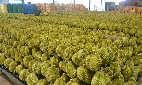 Không phải Thái Lan hay Việt Nam, một đối thủ sở hữu loại sầu riêng ‘độc nhất’ được Trung Quốc, Singapore liên tục săn lùng, giá gần 800.000 đồng/kg