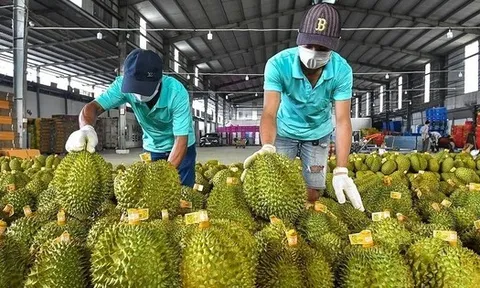 Sự thật việc sầu riêng Việt Nam mất ‘ngôi vương’
