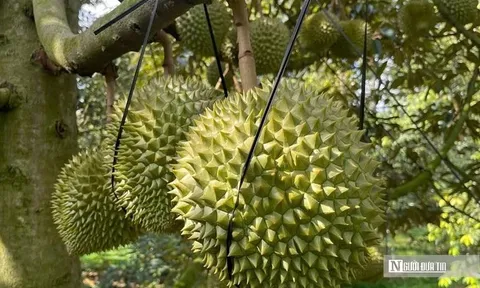 Sầu riêng Đồng Nai gặp khó vì giá “nhảy múa”