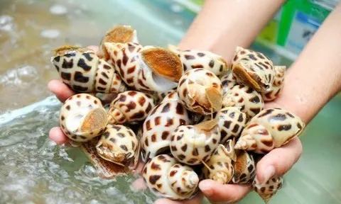 Trung Quốc bất ngờ tăng mạnh nhập khẩu ốc từ Việt Nam