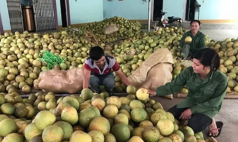 Thị trường khó tính nhất thế giới sắp mở cửa cho loại quả 'bá vương' của Việt Nam, chất lượng hàng đầu khiến Thứ trưởng Bộ Nông nghiệp Mỹ cũng phải khen