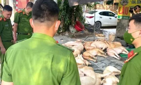 Kinh hãi gần 800 kg thịt lợn bốc mùi suýt bị tuồn ra thị trường