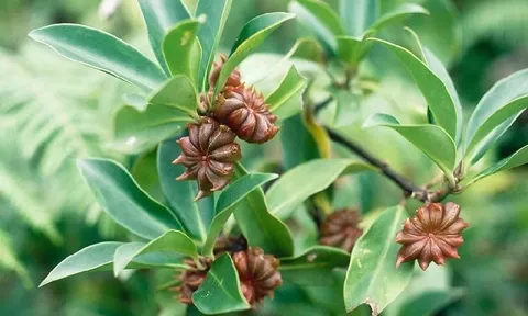 Việt Nam sở hữu "cánh hoa nghìn tỷ" thuộc hàng hiếm thế giới, vừa thu về 22 triệu USD, được Ấn Độ săn lùng