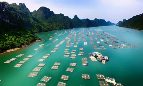 Khai mở "mỏ vàng dưới biển": Giá tăng gấp 3, ngư dân ung dung thu bạc tỷ mỗi tháng