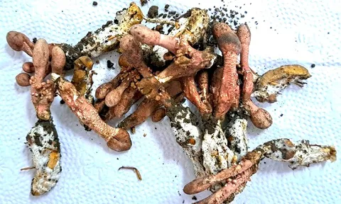 Nguy kịch vì ăn nấm 'đông trùng hạ thảo' mọc từ nhộng ve sầu