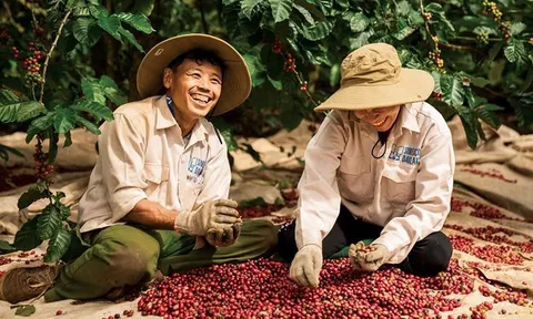 Một nông sản tỷ USD của Việt Nam được người dân nước láng giềng dùng hàng ngày, giá tăng vọt vẫn đặt mua hơn 8.000 tấn