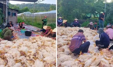Hơn 10.000 con gà chết ngạt trước ngày xuất chuồng, chủ trang trại mất trắng tiền tỷ