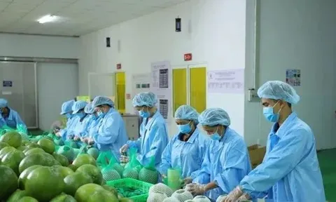 Lý do xuất khẩu rau quả sụt giảm mạnh