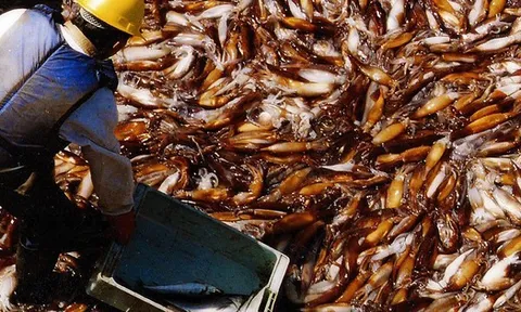 Kho báu dưới nước của Việt Nam sang Thái Lan đắt hàng kỷ lục: thu về hơn 200 triệu USD, Nhật Bản, Mỹ liên tục chốt đơn