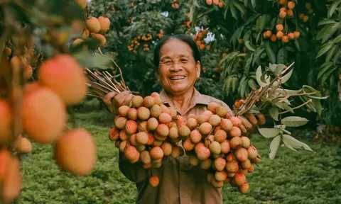 Cảm nhận niềm vui lao động qua bộ ảnh người dân thu hoạch vải