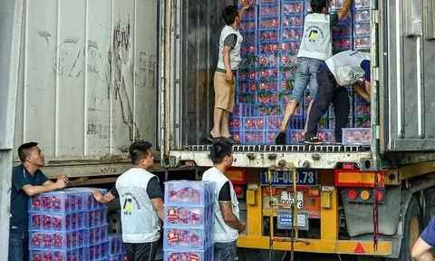 Vải thiều được mùa, nâng tầm xuất khẩu