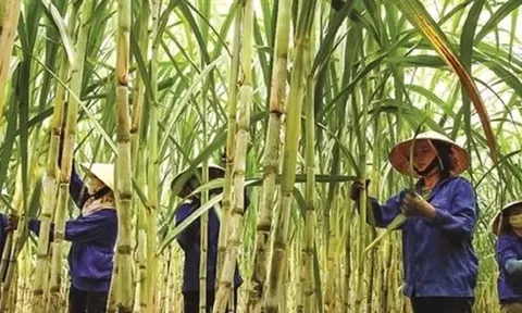 Đường tồn đọng chưa từng có, nhiều nhà máy 'cháy' kho