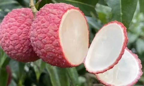 Đắt hơn cả cherry Mỹ, một loại quả quen thuộc ở Việt Nam trở thành thực phẩm xa xỉ ở Trung Quốc