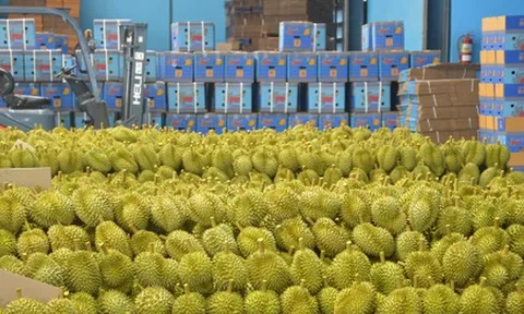 Cuộc đua sầu riêng tại thị trường Trung Quốc sắp có thêm nhân tố X