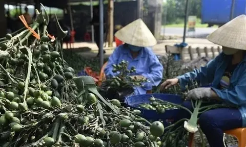 Việt Nam nhập khẩu rất nhiều cau Trung Quốc làm gì?