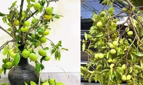 Thị thơm vào mùa, chị em lùng mua cả cành về chưng nhà