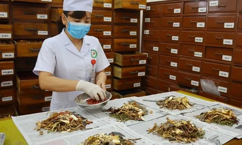 Vị thuốc cổ truyền phải công bố tiêu chuẩn chất lượng trước khi lưu hành