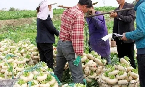 Củ cải “biến dạng” mà siêu năng suất, xưa là rau cứu đói, nay giúp “hái ra tiền”