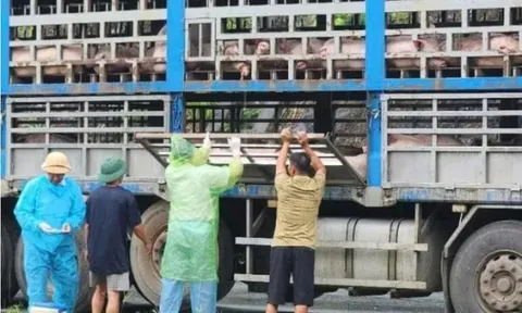 Phú Thọ: Phát hiện ngăn chặn và tiêu hủy 14 tấn lợn bị dịch tả Châu Phi