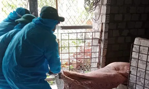 Nhiều địa phương tại Quảng Ngãi ghi nhận các ổ dịch tả lợn châu Phi