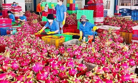 Nông sản Việt 'tắc đường' sang châu Âu