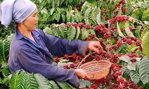 Loại nông sản nào xuất khẩu ấn tượng nhất 7 tháng qua?