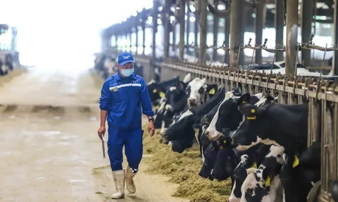 Ngành sữa Việt Nam hướng 2030: Giảm phụ thuộc nhập khẩu, tăng mạnh sữa tươi nội địa