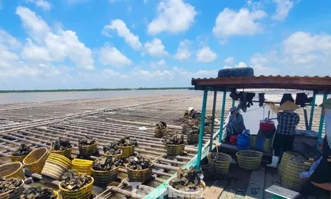 Thủ phủ hàu Vân Đồn điêu đứng, hàng Trung Quốc giá rẻ tràn lan