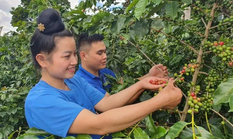 Kiến tạo giá trị nông sản Tây Bắc: Từ sản xuất thông minh đến “quốc bảo” dưới tán rừng