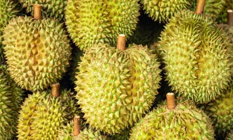 Đối thủ của Việt Nam, Thái Lan liên tục ra mắt giống sầu riêng mới: Đã có hơn 200 giống được đăng ký, hướng đến xuất khẩu sang Ấn Độ, Úc, châu Âu