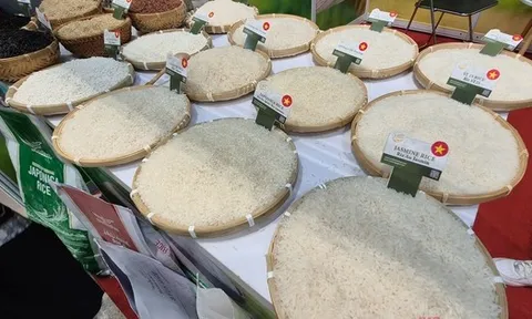 Giá gạo Việt Nam mạnh mẽ chưa từng thấy, điều gì đang xảy ra?