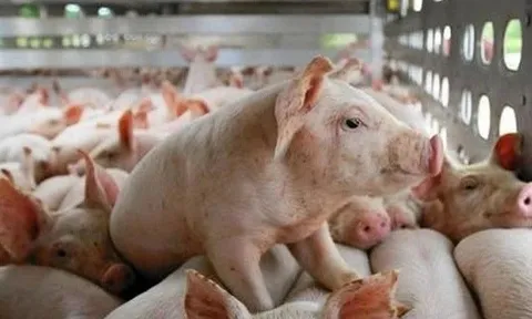Đề xuất triển khai mô hình “chung cư” nuôi lợn tại Việt Nam