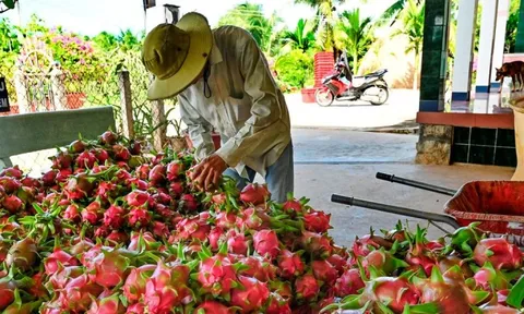 Nghịch lý tiêu chuẩn kép nông sản Việt - kỳ 1: Lo chuẩn ngoại, quên chuẩn nội?