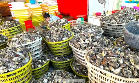 Chuyện gì đang xảy ra với hàu Quảng Ninh?