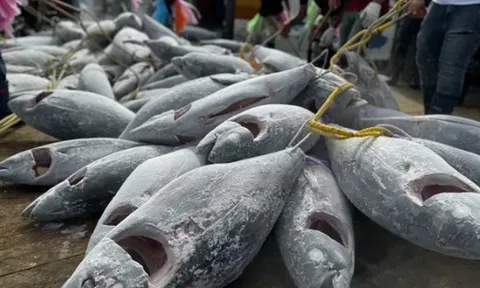 Một loại ‘siêu thực phẩm’ của Việt Nam sang Pháp đắt hàng kỷ lục: Xuất khẩu tăng 108%, 80 quốc gia khác cũng đã ‘chốt đơn’