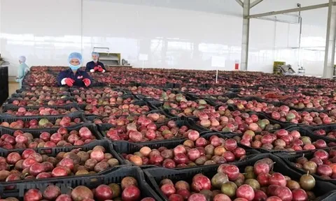 Trung Quốc ồ ạt thu mua một "sản vật" triệu USD của Việt Nam: Nước ta là nhà xuất khẩu top 10 thế giới